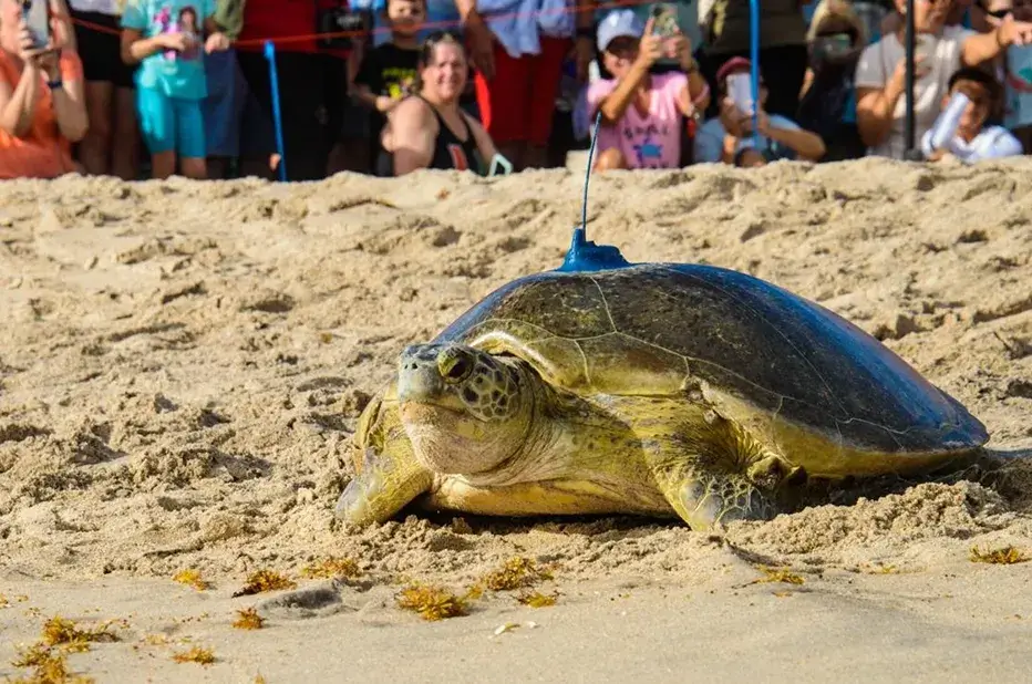 Żółw morski z nadajnikiem satelitarnym podczas wydarzenia Tour de Turtles organizacji Sea Turtle Conservancy